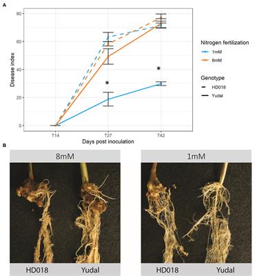 Multi-Omic Investigation of Low-Nitrogen Conditional Resistance to Clubroot Reveals Brassica napus Genes Involved in Nitrate Assimilation